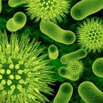 Foto Cortesia de: http://cienciasnaturales-maria.blogspot.com.es/2014/01/los-virus.html